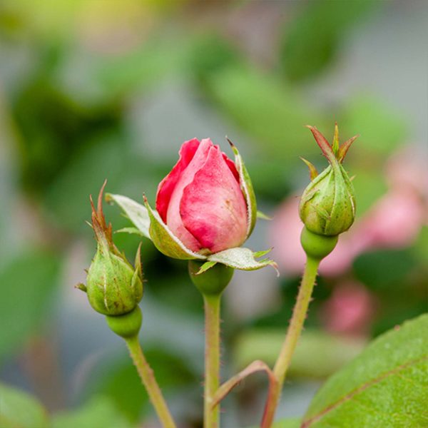 Red Knock Out® Rose Bush Online Sale