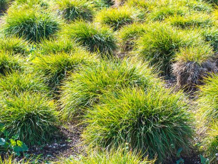 Carex Everillo Grass Cheap