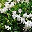 Steady as She Goes® Gardenia Bush Fashion