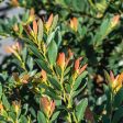 Coppertone Distylium Plant Cheap