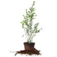 White Pomegranate Tree on Sale