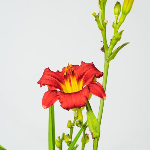 Pardon Me Daylily Shrub For Cheap