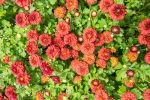 HARDY FALL MUM PLANTS VARIETY PACK Fashion