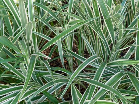 Variegated Flax Lily Shrub on Sale