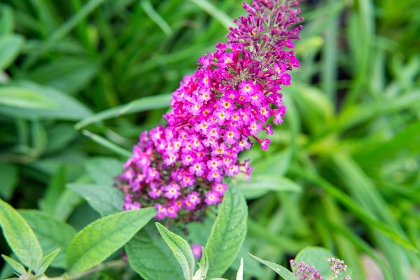 Cranrazz® Butterfly Bush For Cheap