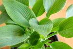 Hosta Halcyon Shrub on Sale