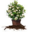 Spring Bouquet Viburnum Sale