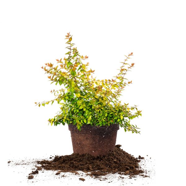 Canyon Creek Abelia Shrub Supply