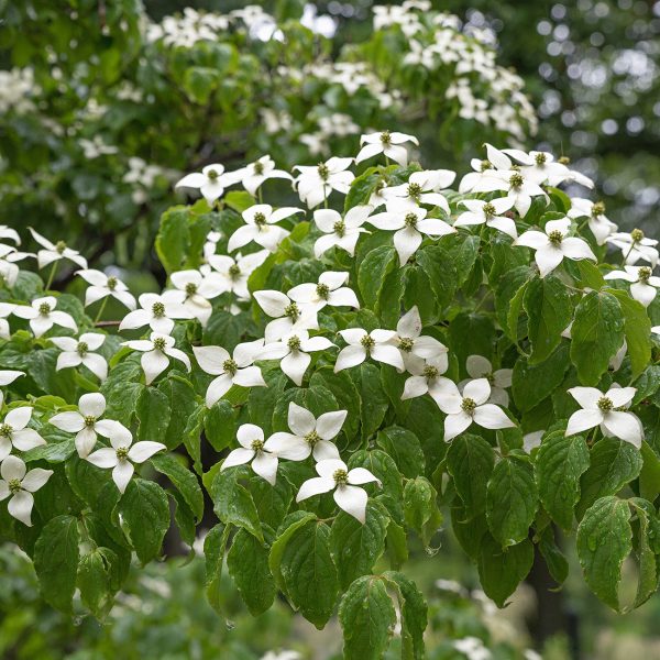 White Kousa Dogwood Tree Online Hot Sale