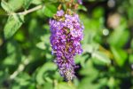 Buddleia Nanho Blue Butterfly Bush Sale