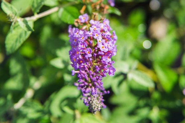 Buddleia Nanho Blue Butterfly Bush Sale