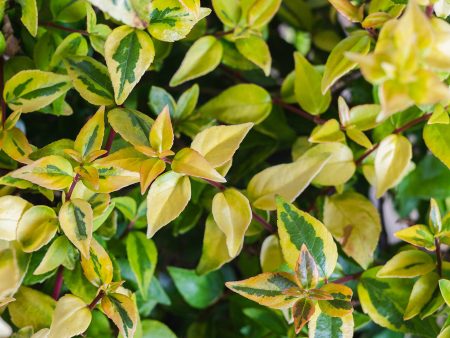 Abelia Kaleidoscope Shrub Online Hot Sale