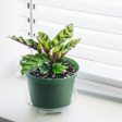 Calathea Rattlesnake Plant For Cheap