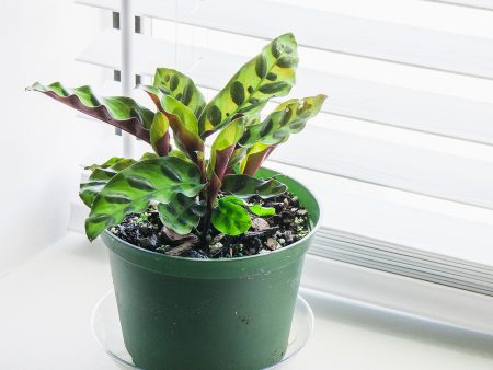 Calathea Rattlesnake Plant For Cheap