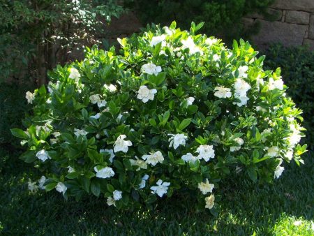 Frost Proof Gardenia Shrub on Sale