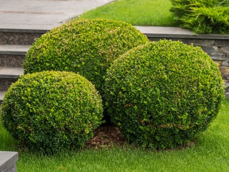 Wintergreen Boxwood Shrub Online Sale