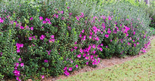 Lavender Formosa Azalea Shrub Online Sale