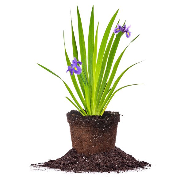 Purple Louisiana Iris Shrub Discount