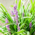 Liriope Royal Purple Shrub Supply