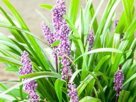 Liriope Royal Purple Shrub Supply