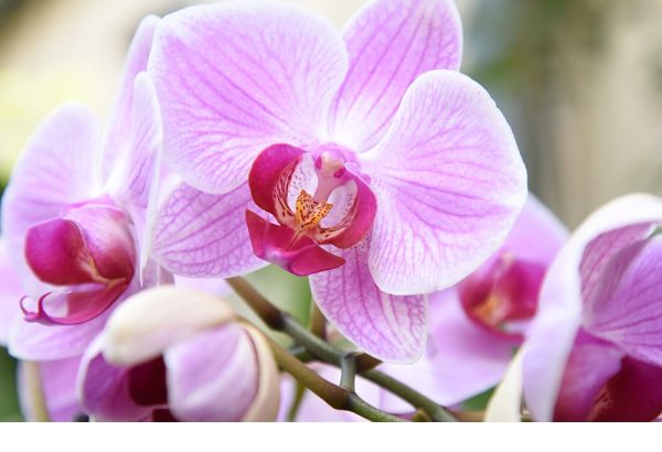 Organic Orchid Potting Mix on Sale