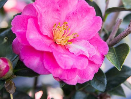 Shishi Gashira Camellia For Sale