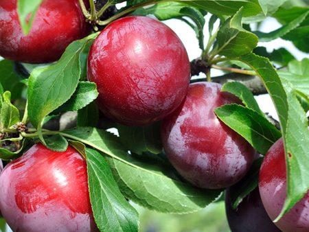 Santa Rosa Plum Tree Supply