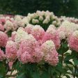 Limelight Prime® Hydrangea Shrub Hot on Sale