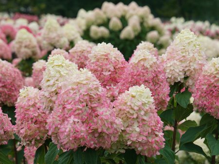 Limelight Prime® Hydrangea Shrub Hot on Sale