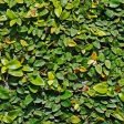 Ficus Pumila Creeping Fig Vine Fashion