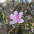 George Taber Azalea Shrub For Cheap