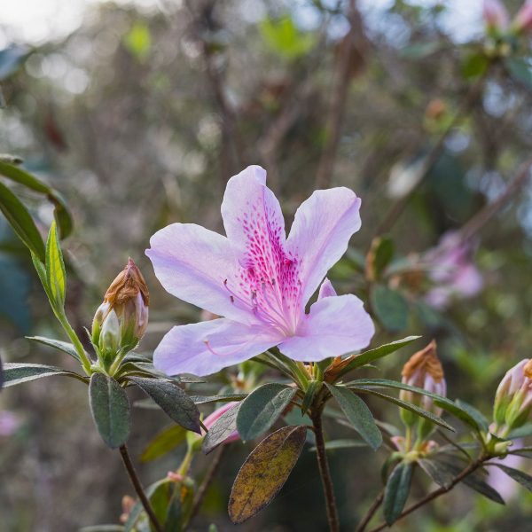 George Taber Azalea Shrub For Cheap