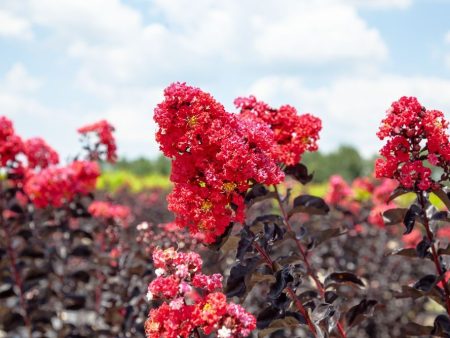 Red Hot™ Black Diamond® Crape Myrtle Tree For Sale