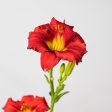 Pardon Me Daylily Shrub For Cheap