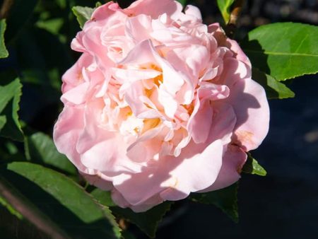 Camellia High Fragrance Online now