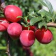 Scarlet Beauty Plum Tree Sale