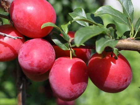 Scarlet Beauty Plum Tree Sale