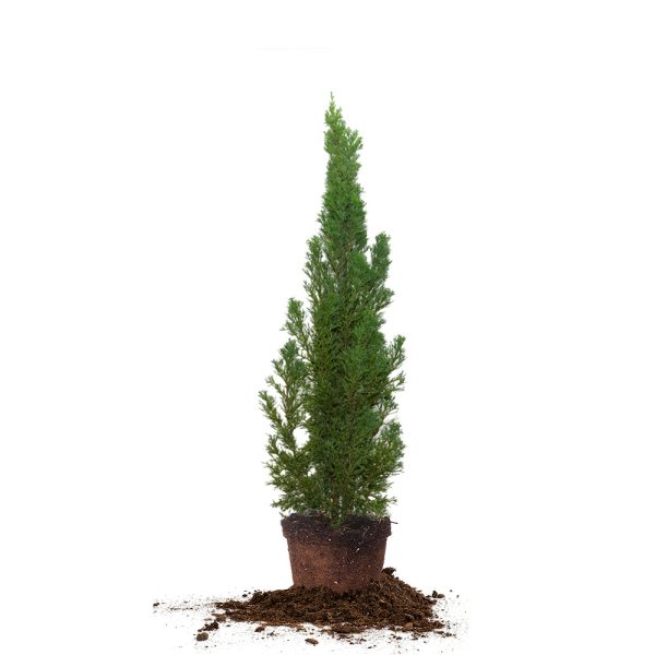 Italian Cypress Tree Discount