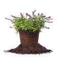 Blue Chip Lo and Behold® Butterfly Bush Online now