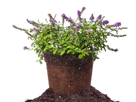 Blue Chip Lo and Behold® Butterfly Bush Online now