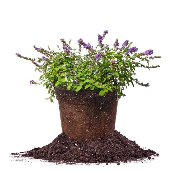 Blue Chip Lo and Behold® Butterfly Bush Online now