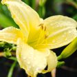 Stella de Oro Daylily Shrub For Sale