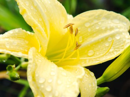 Stella de Oro Daylily Shrub For Sale