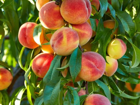 Flordaking Peach Tree For Discount