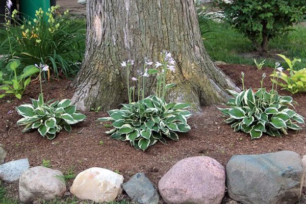 Hosta Patriot Shrub Online Hot Sale