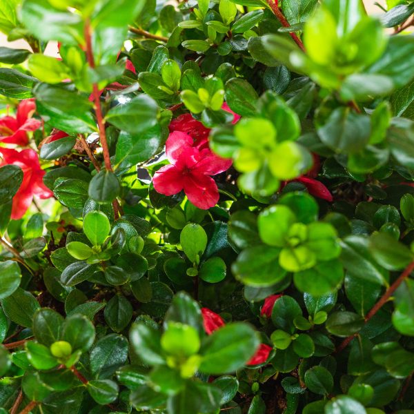 Hino Crimson Azalea Shrub Hot on Sale