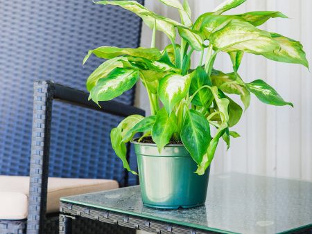 Dieffenbachia  Camille  Dumb Cane Supply