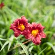 Little Business Daylily Shrub For Sale