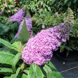 Pugster Amethyst® Butterfly Bush Sale