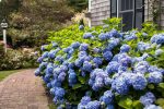 Endless Summer® The Original Reblooming Hydrangea Online